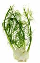 Fennel/Anise