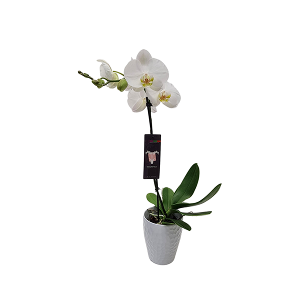 5" Orchid In Deco Pot | Hy-Vee Aisles Online Grocery Shopping