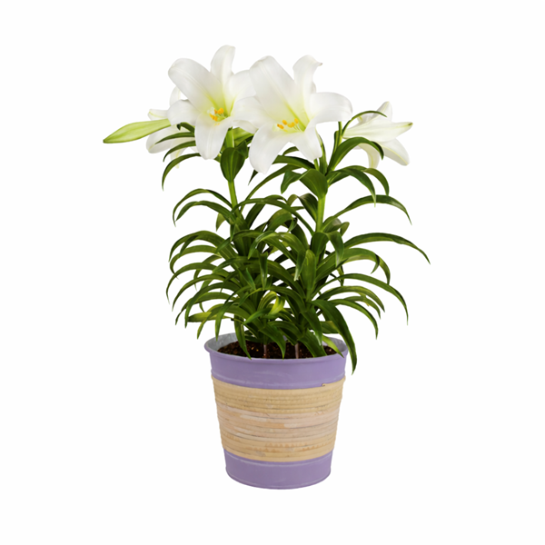 Happy Easter Deluxe 8" Easter Lily Plant | Hy-Vee Aisles Online Grocery Shopping Happy Easter Deluxe 8" Easter Lily Plant | Hy-Vee Aisles Online Grocery Shopping