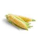 Fresh Sweet Corn