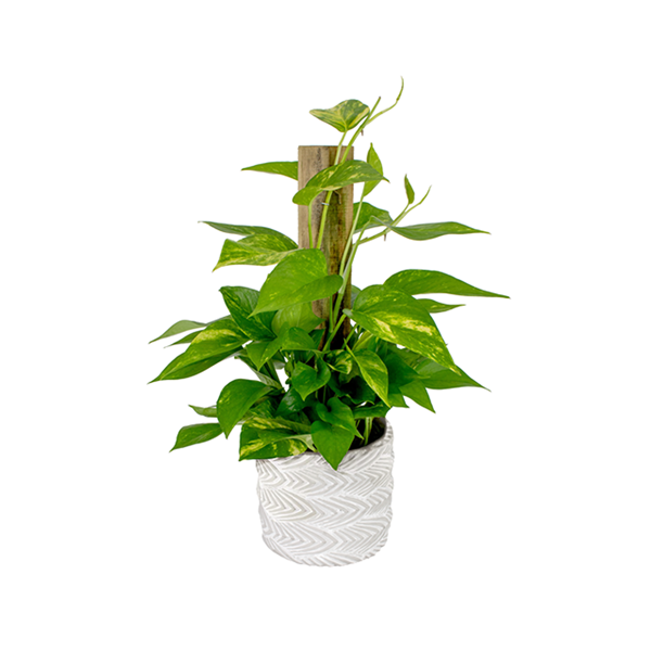 tall lavender plant Royal Purple English Lavender main image 1