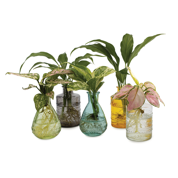 sansevieria inflorita 10" Nursery Pot